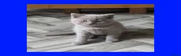 British Shorthair cats for sale: Stunning Lilac British Shorthair Kittens For Sale - Advert 25