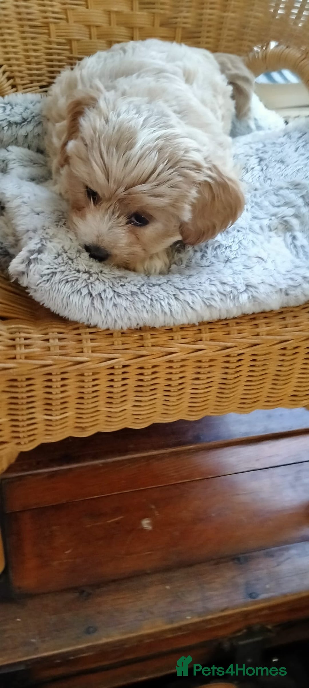 Cavachon dogs for sale:  🐾 Cavapoochon Puppies! 🐾 - Image 15
