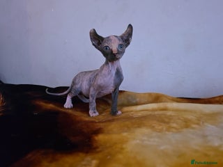 Mixed Breed cats Beautiful Female Kitten – Sphynx x Devon Rex Cross - Advert 3