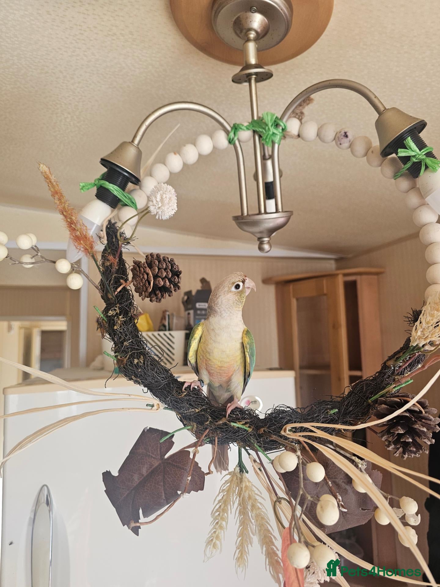 Cockatiels birds Conure and cocktiel tame both  - Advert 8