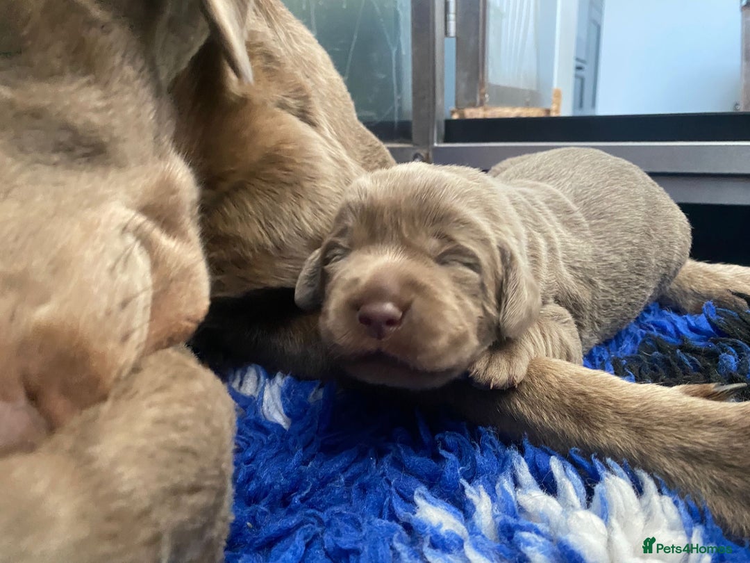 Labrador Retriever dogs for sale:  Ready for collection from today 🩶💚🩶   - Image 10
