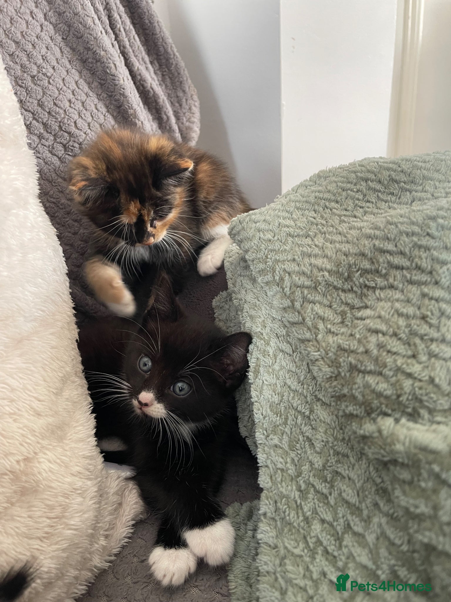 Mixed Breed cats 2 Beautiful Female Kittens for Sale 🐾 - Advert 12