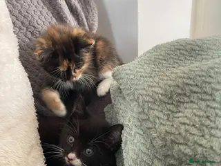 Mixed Breed cats 2 Beautiful Female Kittens for Sale 🐾 - Advert 12