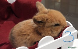 Mini Lop rabbits for sale: Adorable Purebred Mini Lop Babies - Image 12