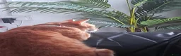 Mixed Breed cats for sale: FREE - Playful Ginger cat looking for Family - Advert 4