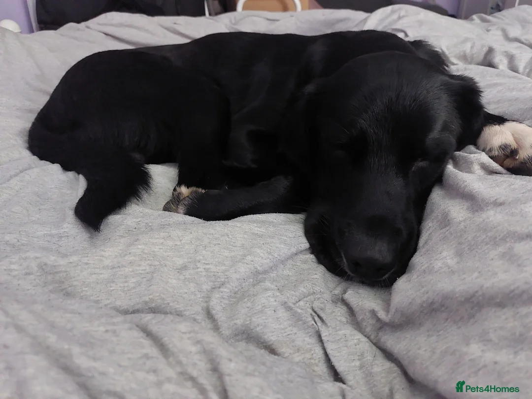 Mixed Breed dogs for stud: Labrador cross springer spaniel male - Advert 2