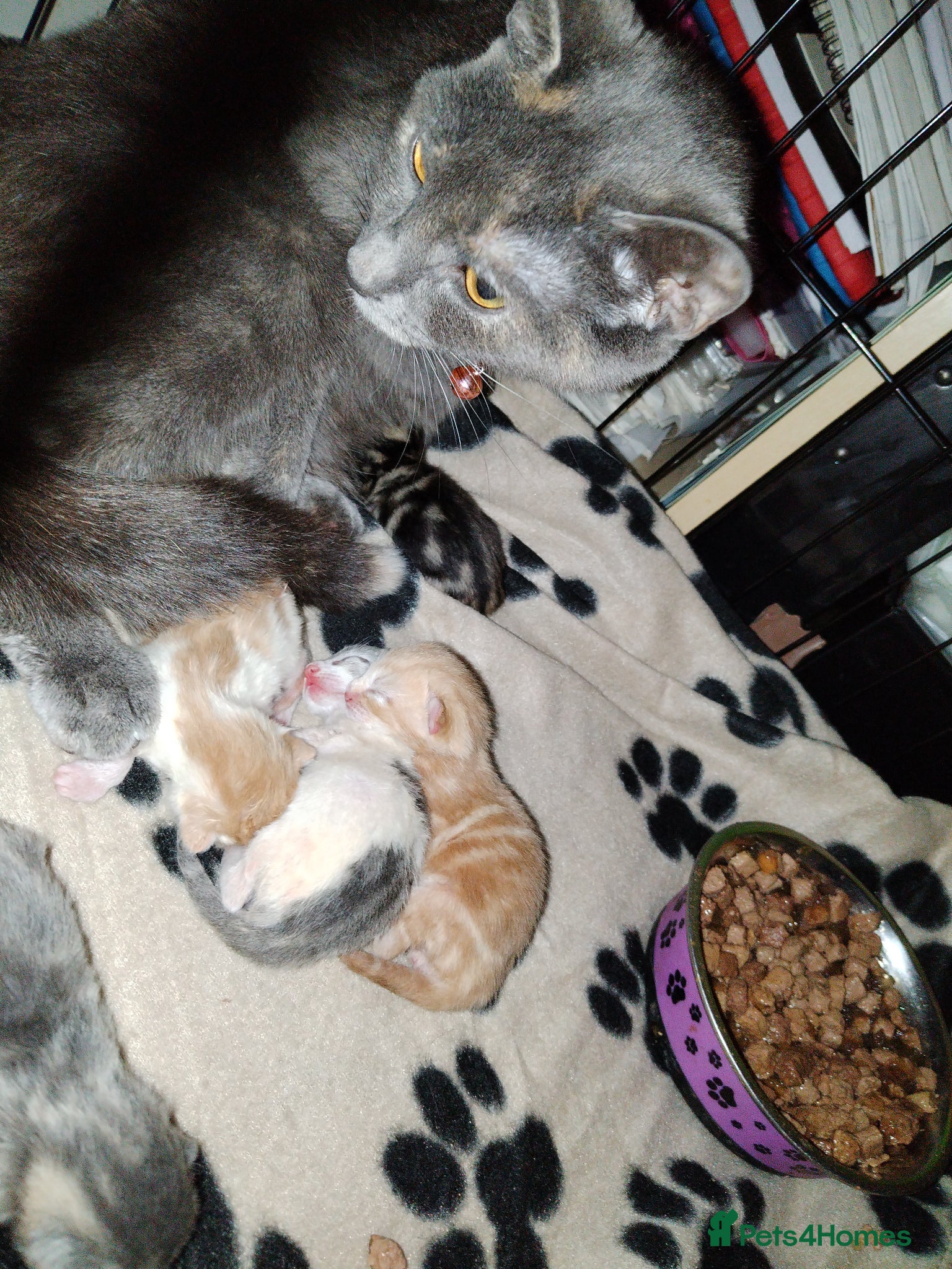 Mixed Breed cats 4 beautiful coloured kittens  - Advert 10