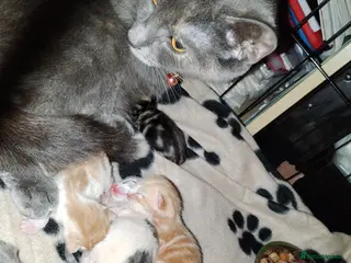 Mixed Breed cats 4 beautiful coloured kittens - Advert 2