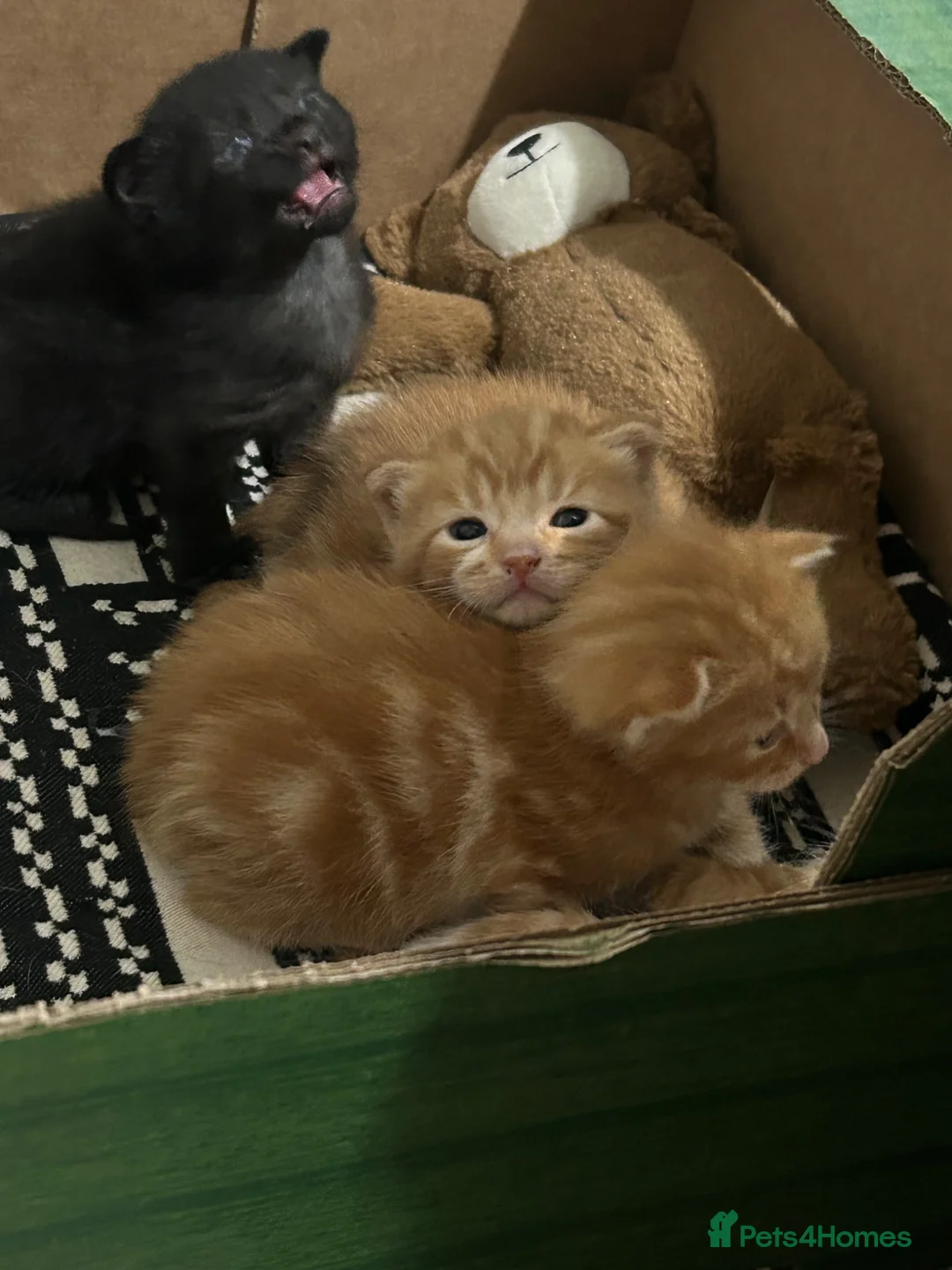 Domestic Shorthair cats for sale: Four beautiful kittens 9 weeks, READY TO GO! - Advert 39