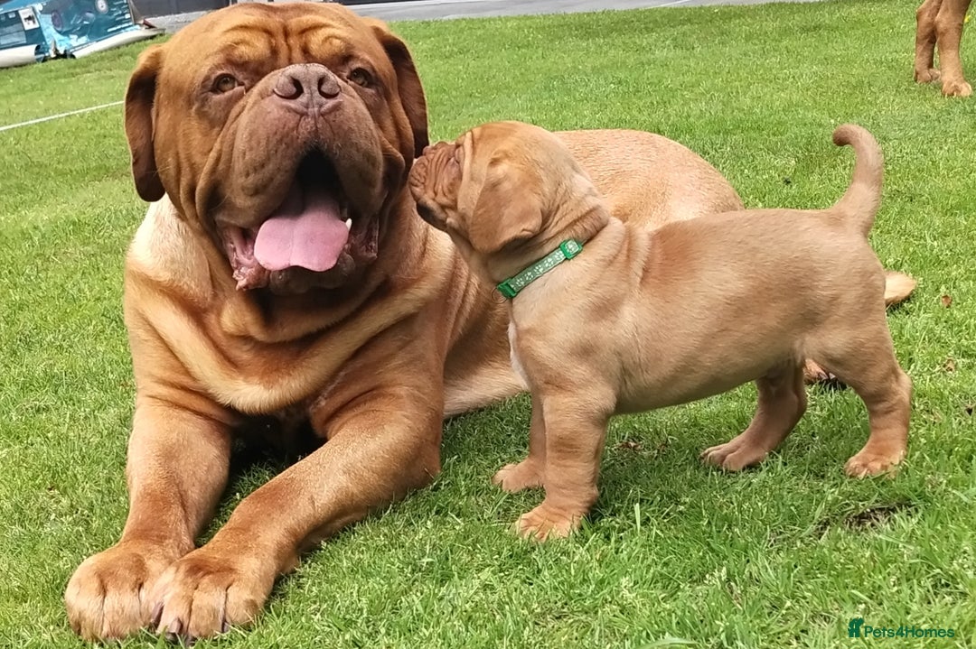 Dogue De Bordeaux dogs for stud: KC Proven Stud  - Image 2