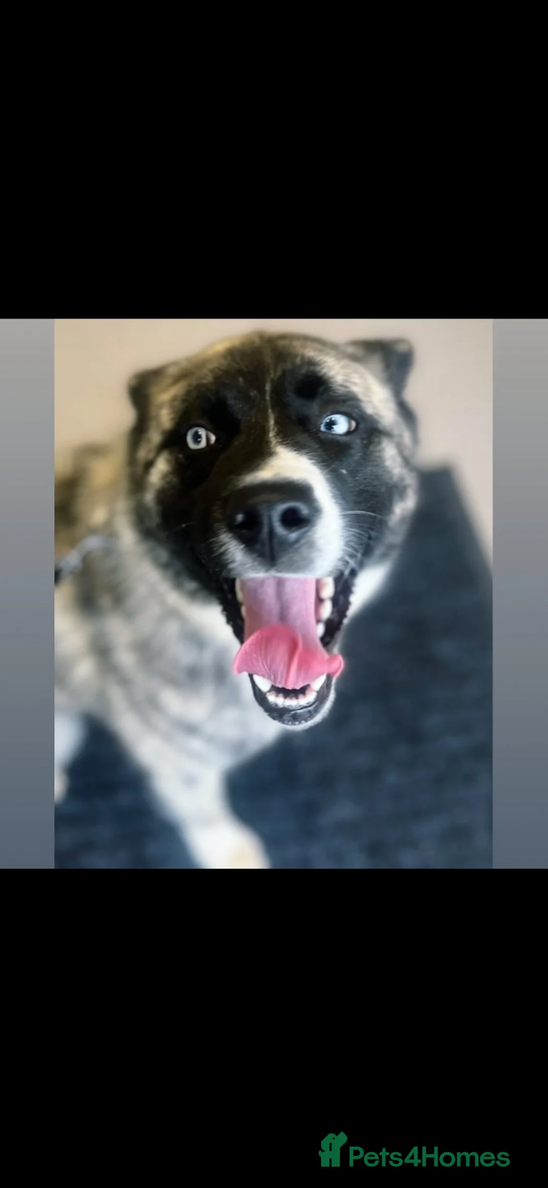 Mixed Breed dogs for sale: Storm in Bolton - Advert 1
