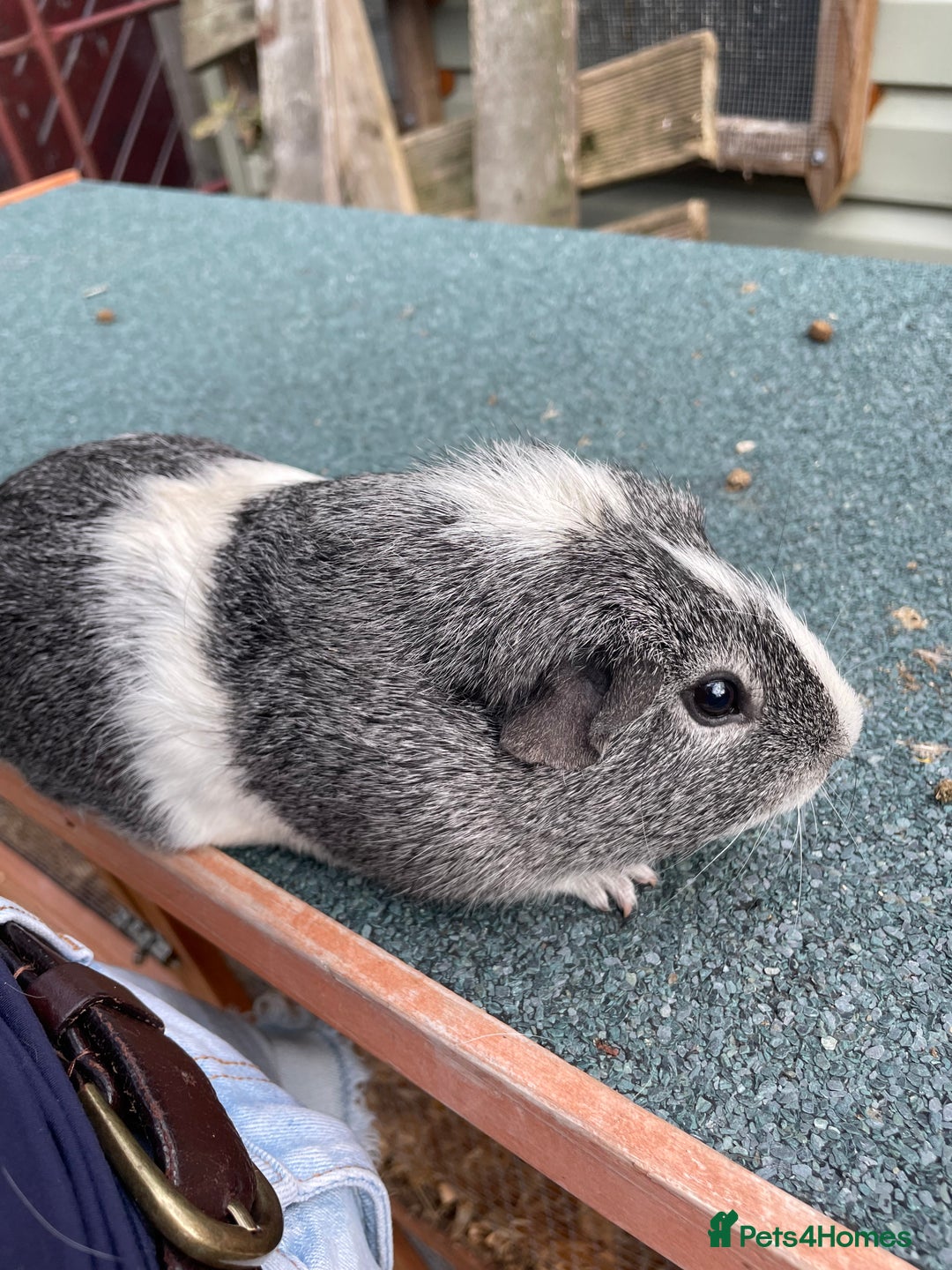 Guinea Pig rodents for sale: 4 baby guinea pigs & 2 adult males for sale! - Image 5