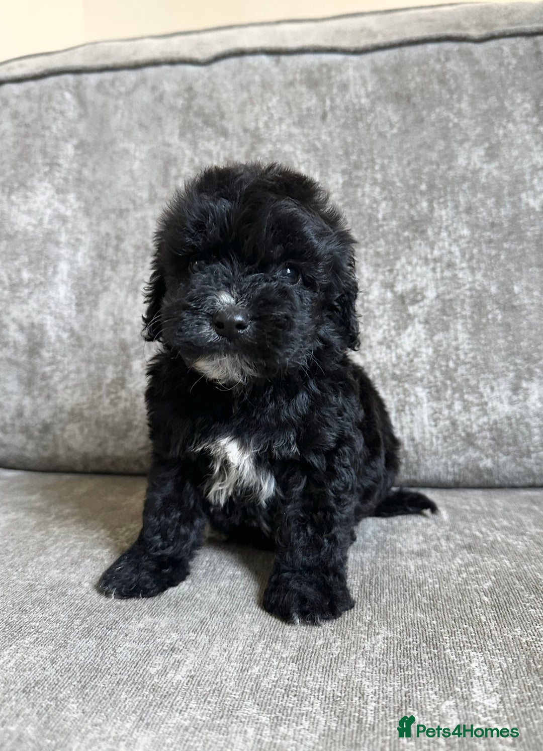 Cockapoo dogs for sale: Cockapoos looking for forever homes - Advert 14