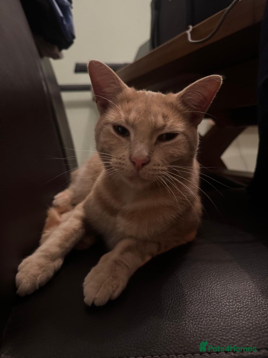 Mixed Breed cats for sale: Orange cat  for adoption and forever home - Image 4