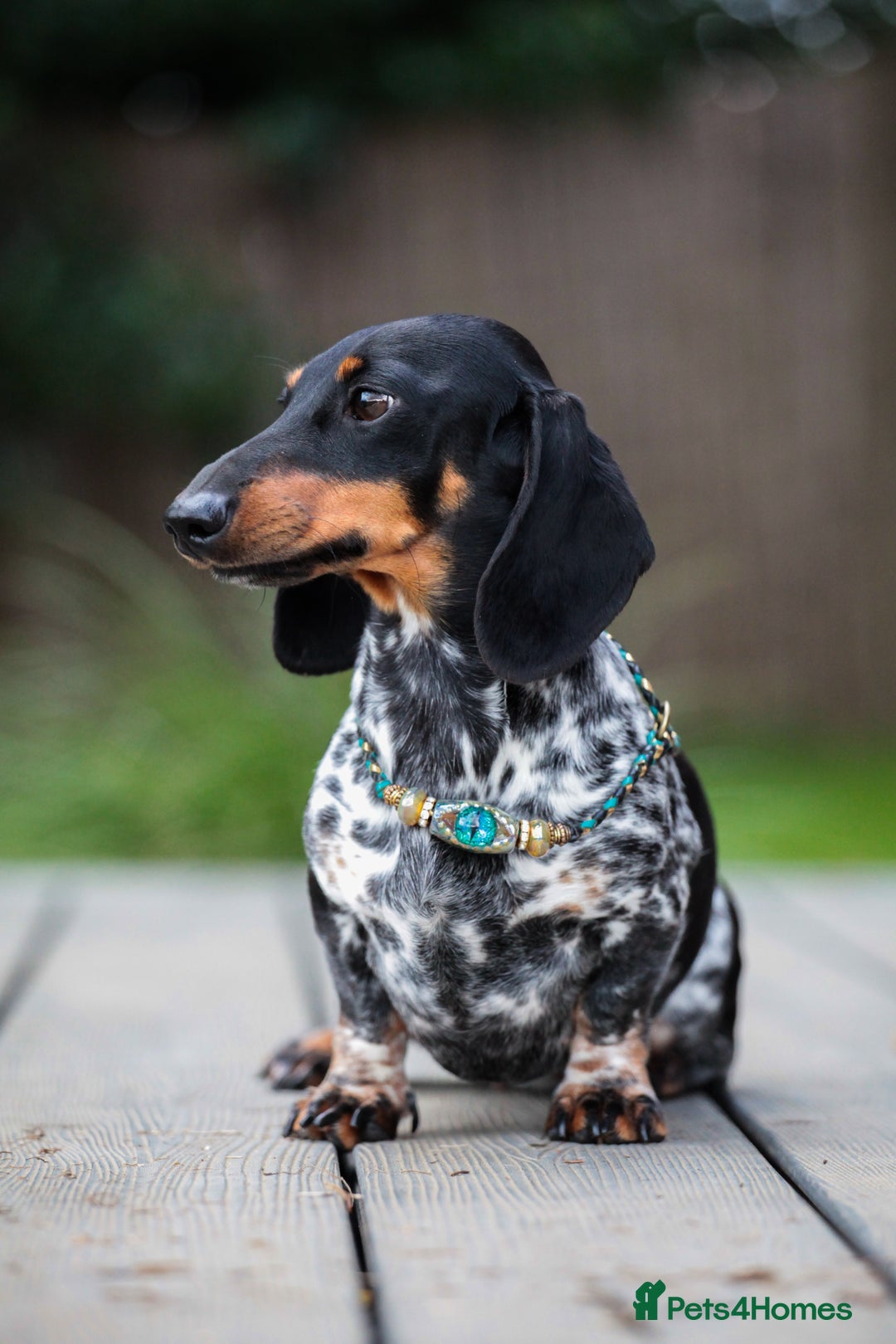 Miniature Dachshund dogs for sale: RUSSIAN PEDIGREE PIEBALD MINIATURE DACHSHUNDS - Advert 1