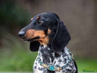 Miniature Dachshund dogs RUSSIAN PEDIGREE PIEBALD MINIATURE DACHSHUNDS - Advert 7