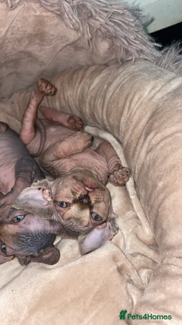 Sphynx cats - Advert 3