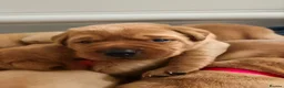 Labrador Retriever dogs for sale: Beautiful KC Registered Fox Red Labrador Puppies - Advert 10