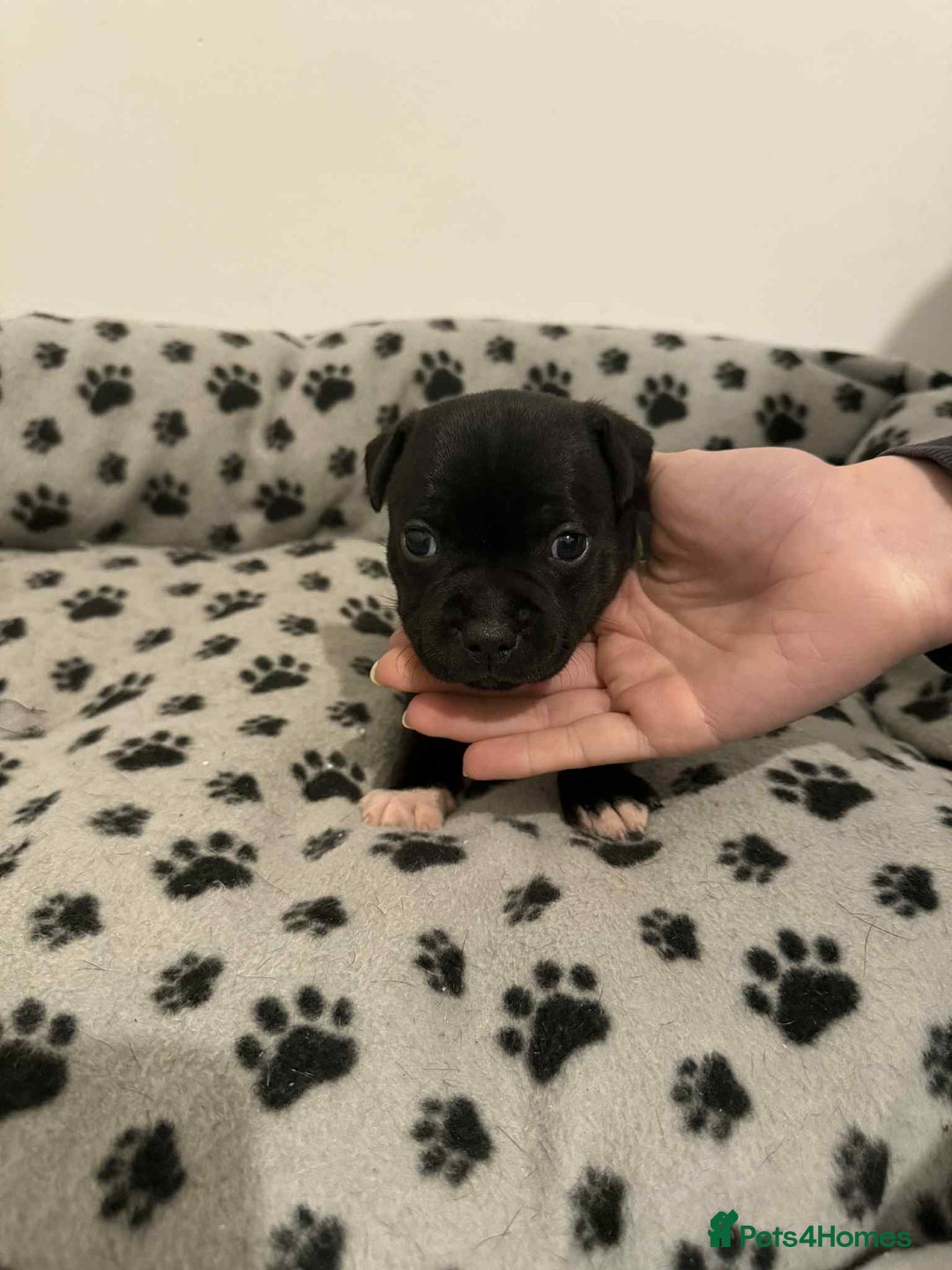 Staffordshire Bull Terrier dogs for sale: Champion lines Staffordshire Bull terrier puppies - Image 33