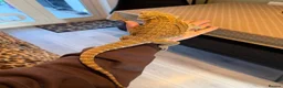 Bearded Dragon reptiles for sale: Beautiful bearded dragon in Exeter - Advert 4