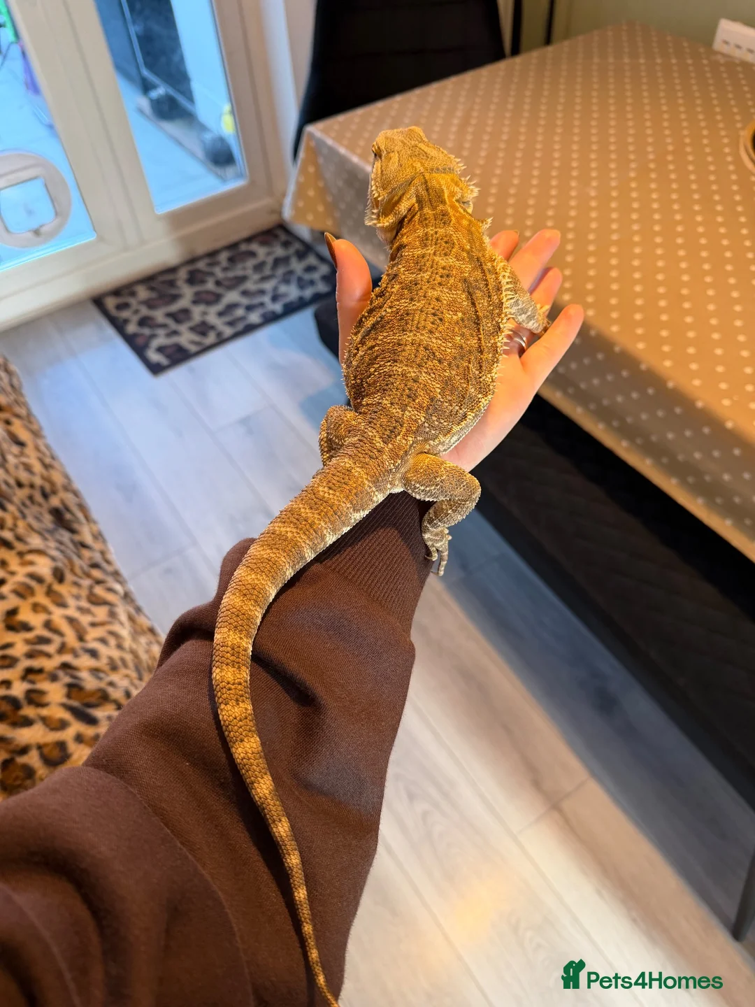 Bearded Dragon reptiles for sale: Beautiful bearded dragon in Exeter - Advert 4