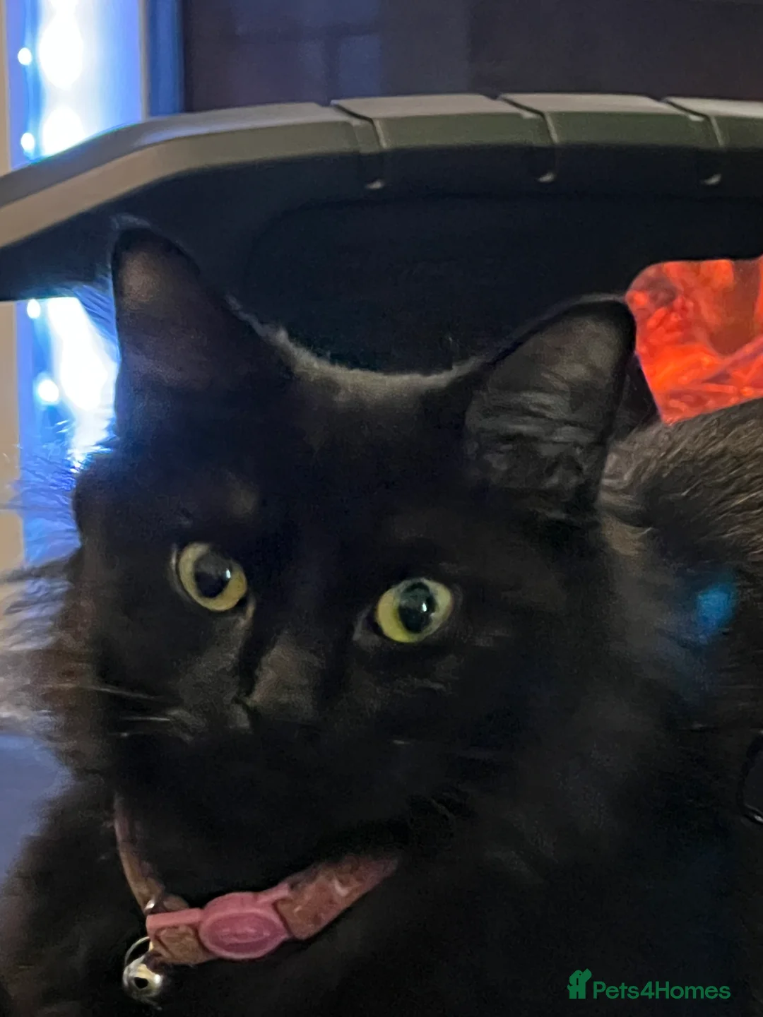 Mixed Breed cats for sale: Kitten  **   in Kettering - Advert 4