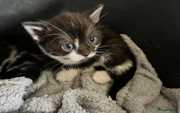 British Shorthair cats for sale: Kittens in Grimsby - Image 14