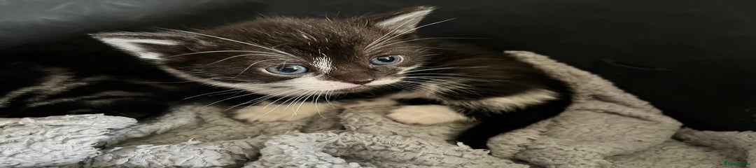 British Shorthair Kitten 4