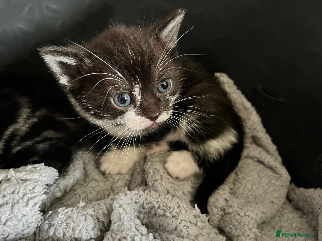 British Shorthair cats for sale: Kittens in Grimsby - Image 14