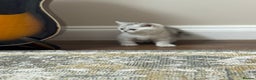 British Shorthair cats for sale: 2 TICA registered BSH kittens  - Advert 18