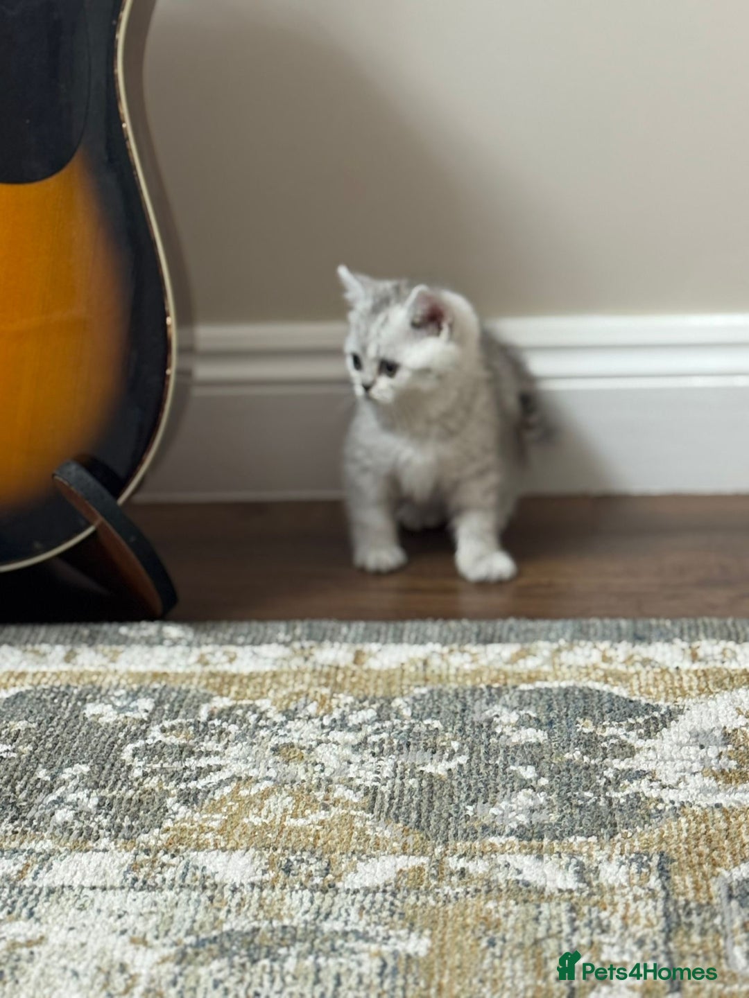 British Shorthair cats for sale: 2 TICA registered BSH kittens  - Advert 18