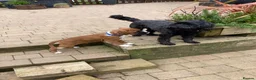 Boxer dogs for sale: Re-home our boxer  - Advert 6