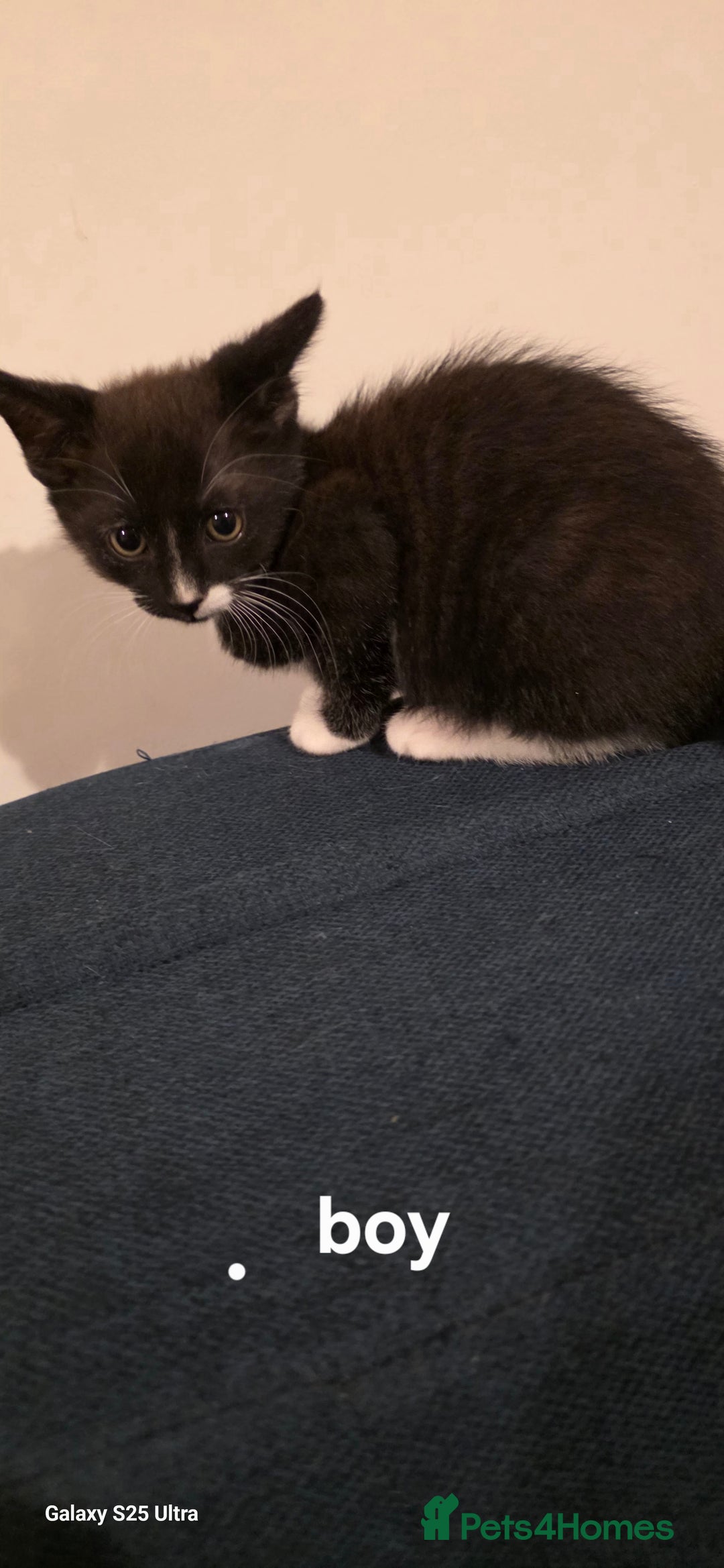 Mixed Breed cats for sale: Kittens  - Advert 5