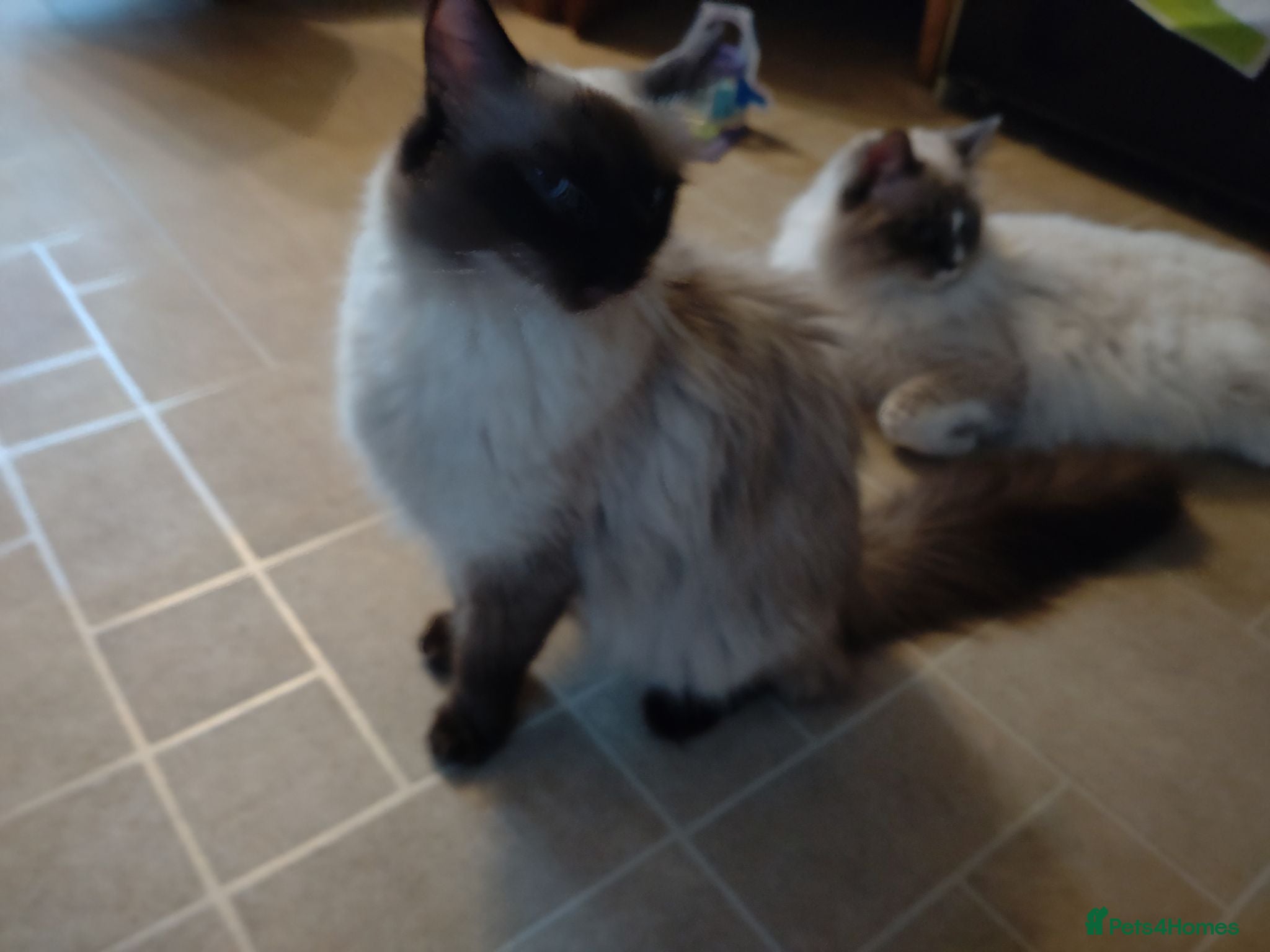 Ragdoll cats Beautiful affectionate Boys  - Advert 2