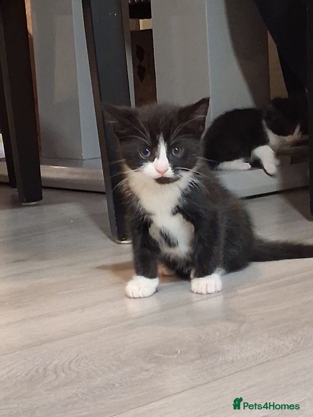 Mixed Breed cats for sale: Black and white 3 kittens for sale. 2 boys 1 girl. - Advert 14