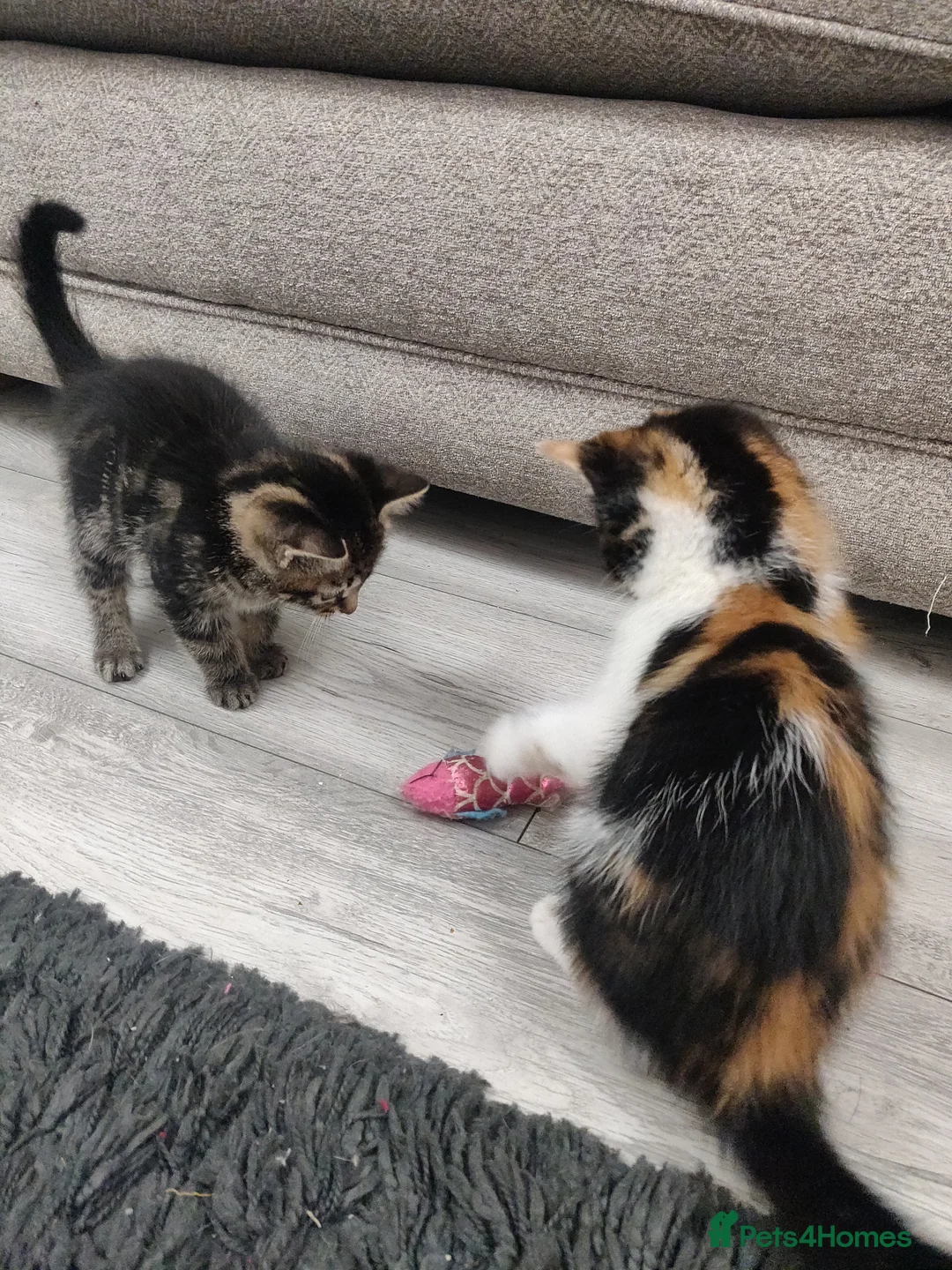 Mixed Breed cats for sale: 3 beautiful kittens  in Liverpool - Advert 10