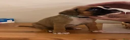 Boxer dogs for sale: READY NOW- Stunning boxer puppies - Advert 28