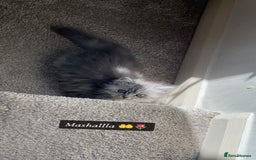 Siberian cats for sale: male and female - Image 10