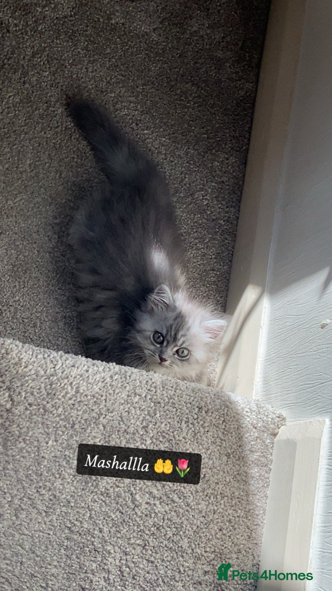 Siberian cats for sale: male and female - Image 10