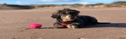Dachshund dogs for sale: Standard Wirehair dachshund  - Advert 8