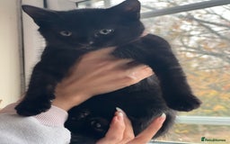 Domestic Shorthair cats for sale: 5 adorable mixed kittens, Russian Blue & Shorthair - Advert 14