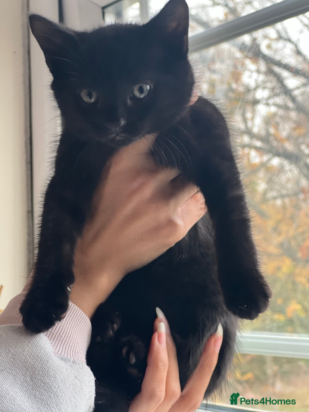 Domestic Shorthair cats for sale: 5 adorable mixed kittens, Russian Blue & Shorthair - Advert 14