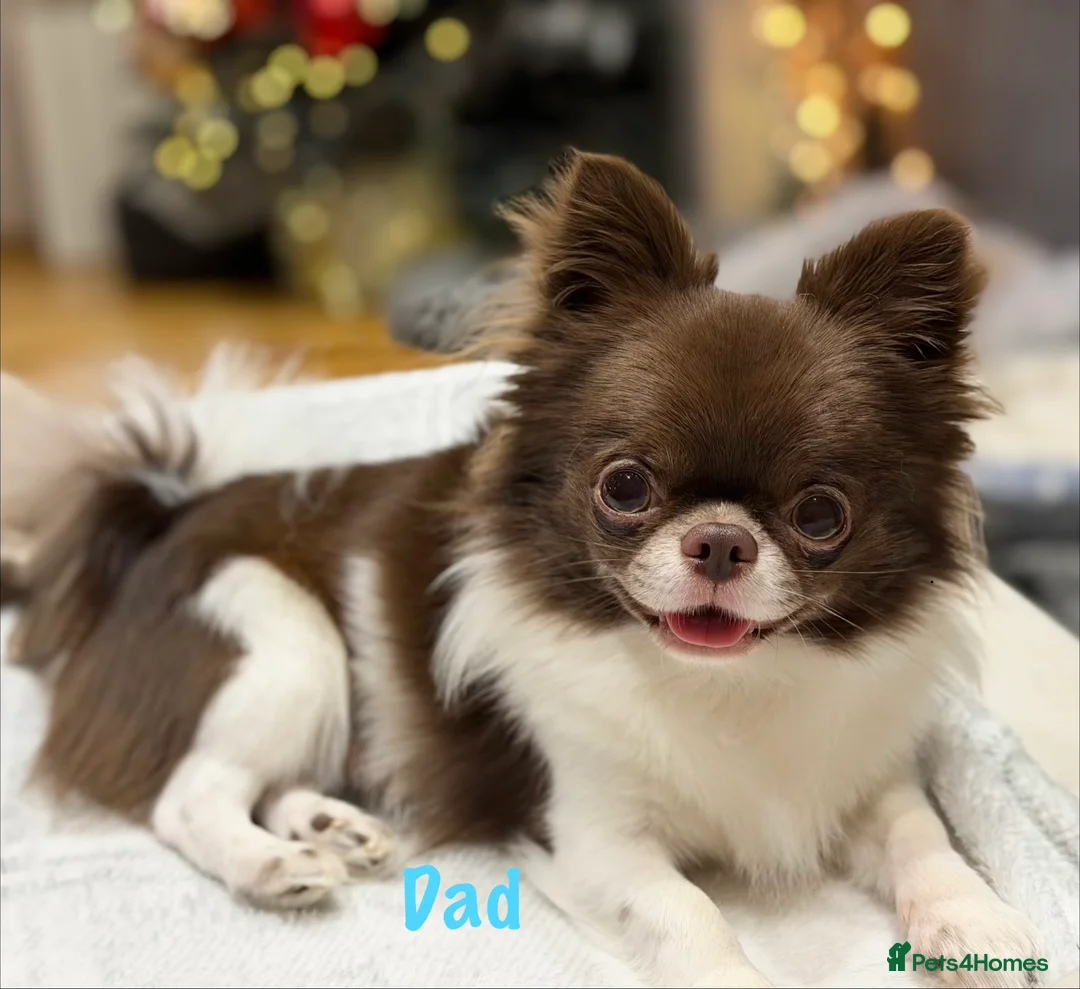 Chihuahua dogs for sale: Chihuahua girls  - Advert 14