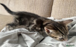 Mixed Breed cats for sale: 7 beautiful kittens - Image 22
