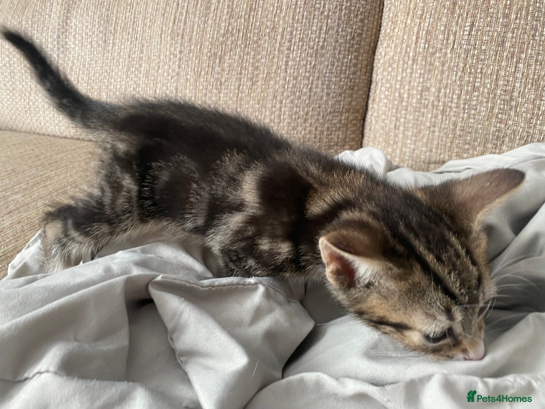 Mixed Breed cats for sale: 7 beautiful kittens - Image 22