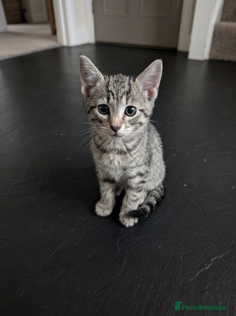 Mixed Breed cats for sale: I’m the last one left 😢 - Advert 6