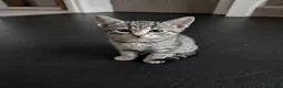 Mixed Breed cats for sale: I’m the last one left 😢 - Advert 1