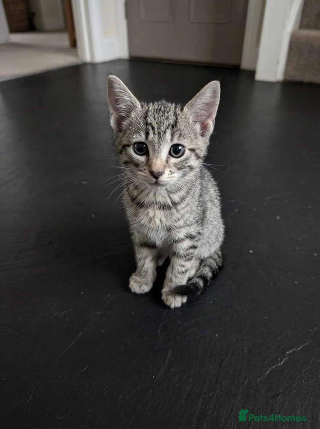 Mixed Breed cats for sale: I’m the last one left 😢 - Advert 1