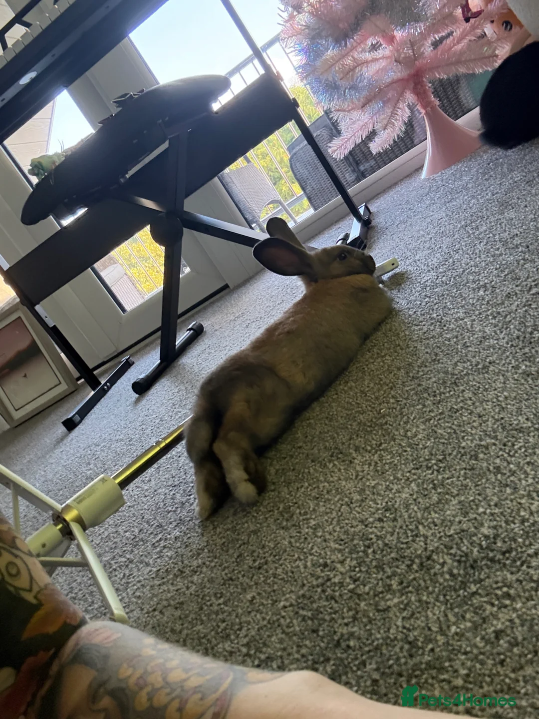 English rabbits for sale: Brother rabbits for sale in Plymouth - Advert 2