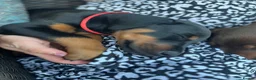 Dobermann dogs for sale: ❤️ Exceptional Family-Raised Doberman Puppies ❤️ - Advert 4